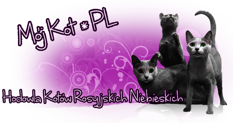 Kot Rosyjski Niebieski Hodowla Najlepsza Hodowla Kotów Rosyjskich