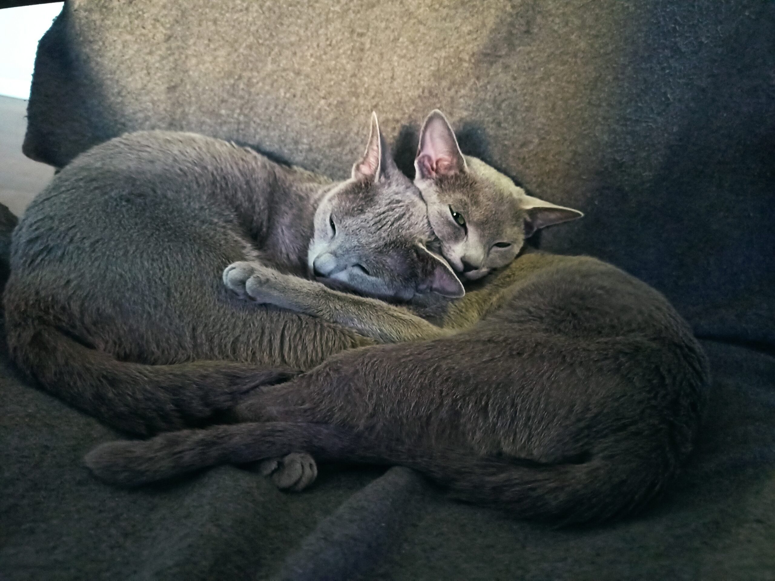 Blue Bis na You Toube