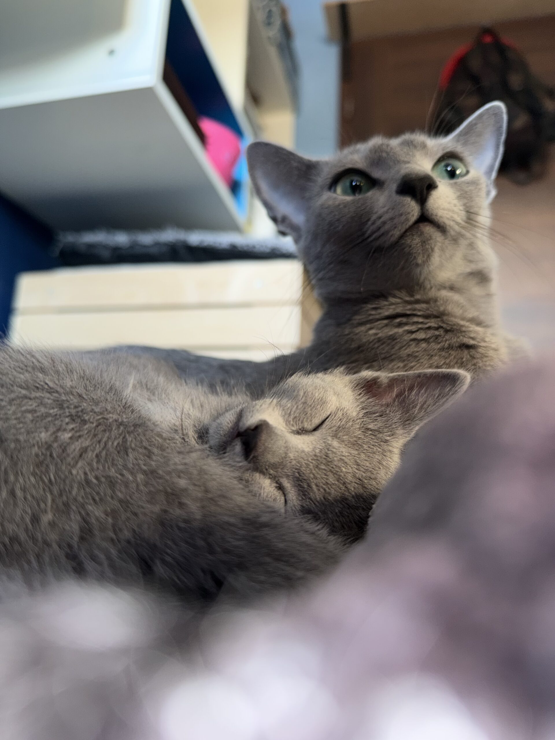 Miot L – Lidia i Luigi