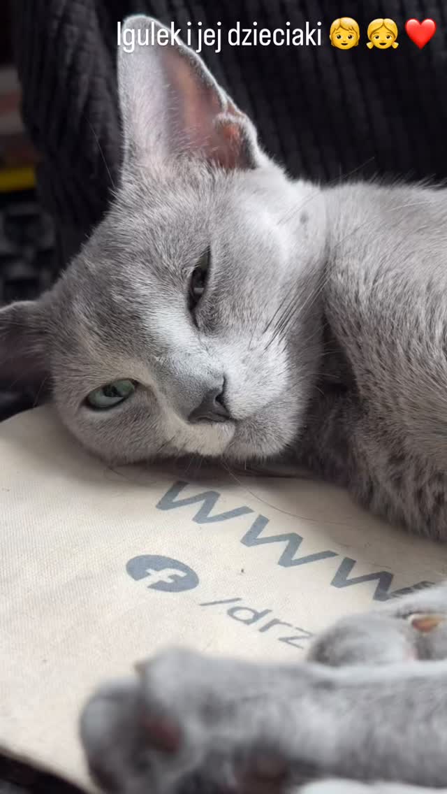 Blue-Bis PL Russian Blue Cattery