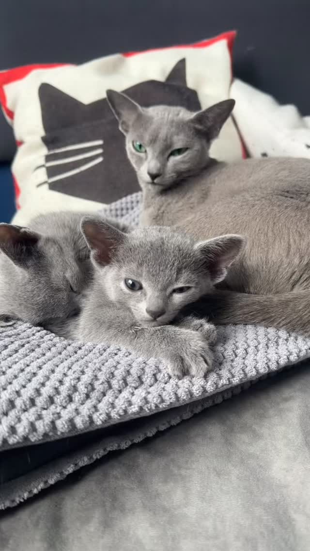 Blue-Bis PL Russian Blue Cattery