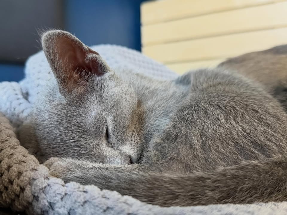 Blue-Bis PL Russian Blue Cattery
