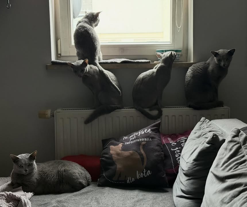 Blue-Bis PL Russian Blue Cattery