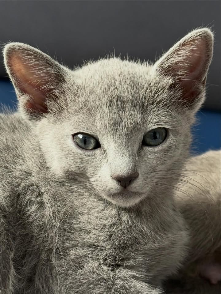 Blue-Bis PL Russian Blue Cattery