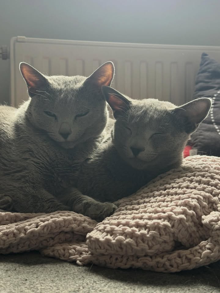 Blue-Bis PL Russian Blue Cattery