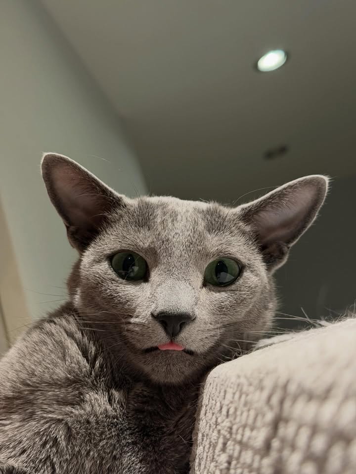 Blue-Bis PL Russian Blue Cattery