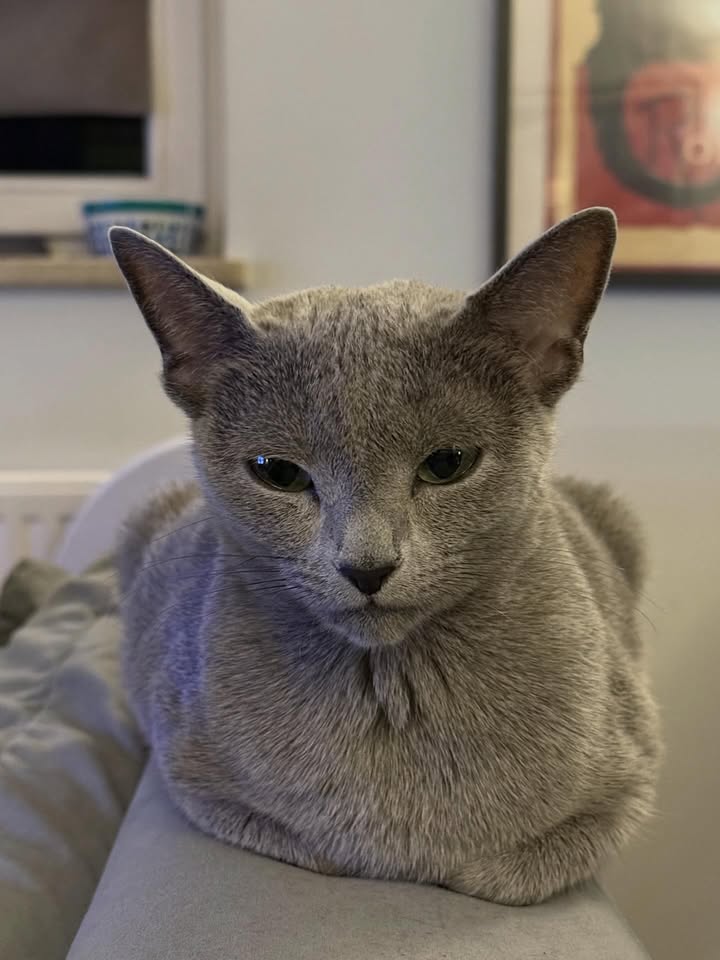 Blue-Bis PL Russian Blue Cattery