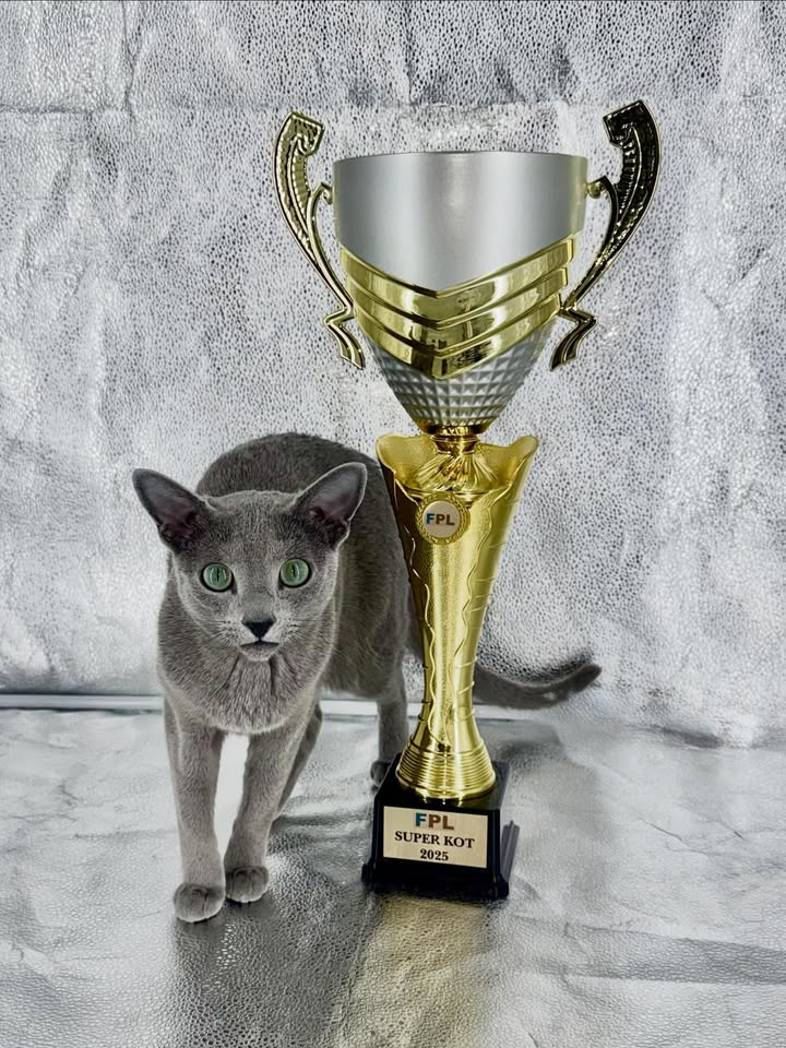 Blue-Bis PL Russian Blue Cattery