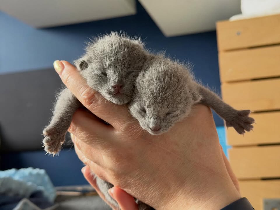 Blue-Bis PL Russian Blue Cattery