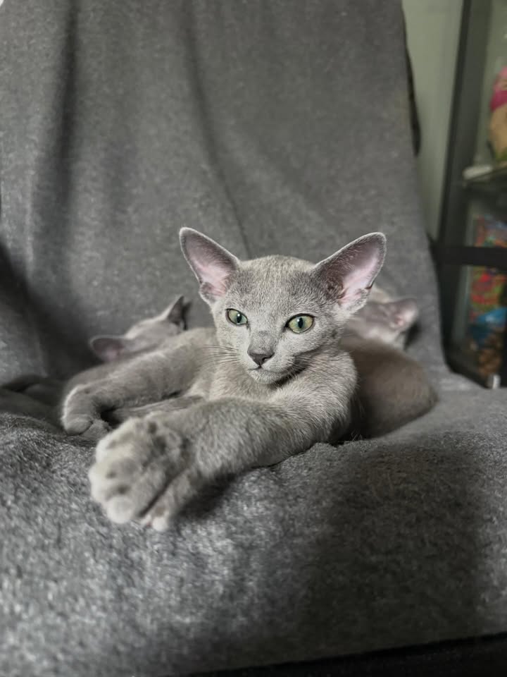 Blue-Bis PL Russian Blue Cattery