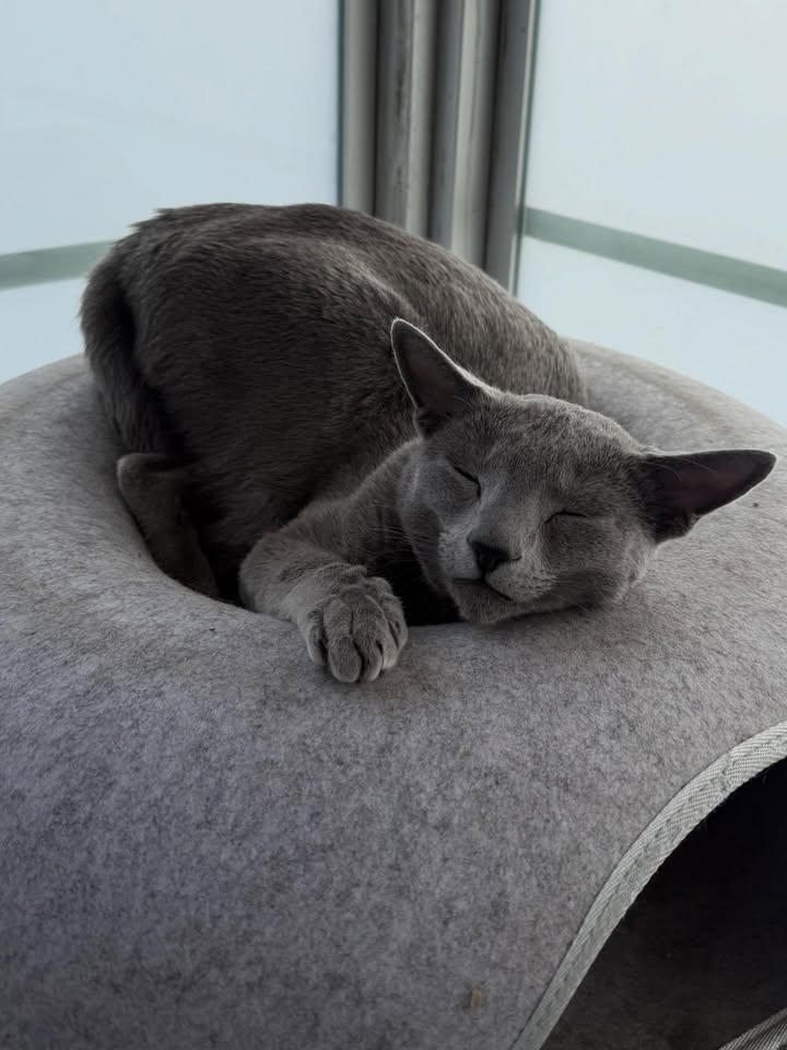 Blue-Bis PL Russian Blue Cattery