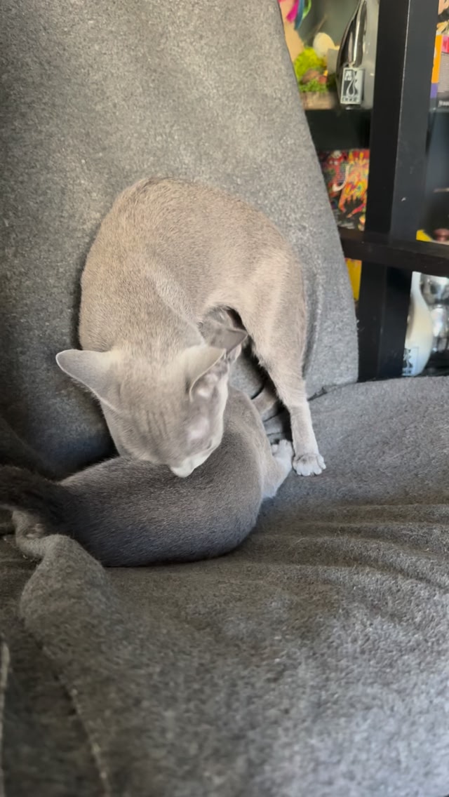 Blue-Bis PL Russian Blue Cattery