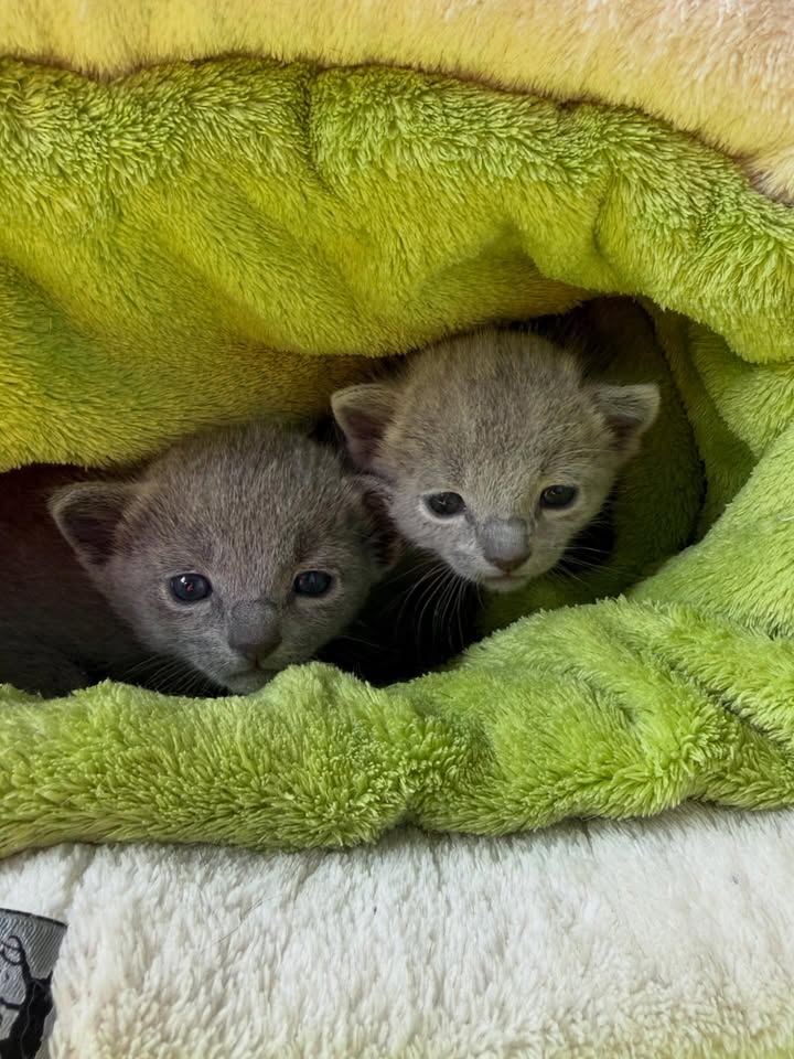 Blue-Bis PL Russian Blue Cattery