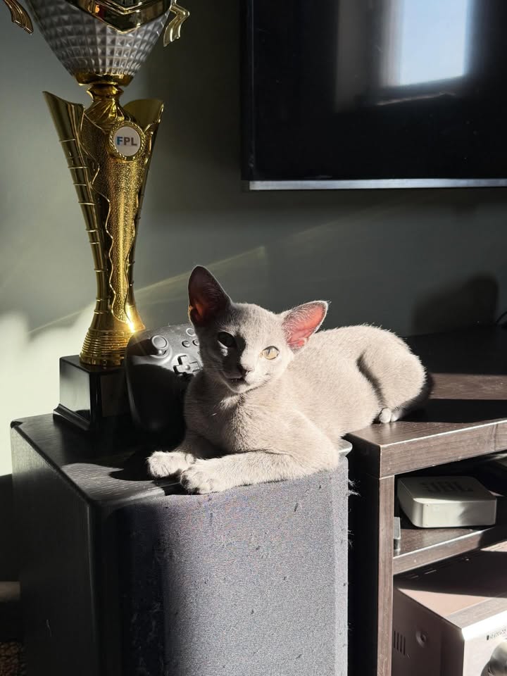 Blue-Bis PL Russian Blue Cattery