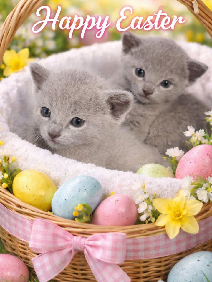 Blue-Bis PL Russian Blue Cattery