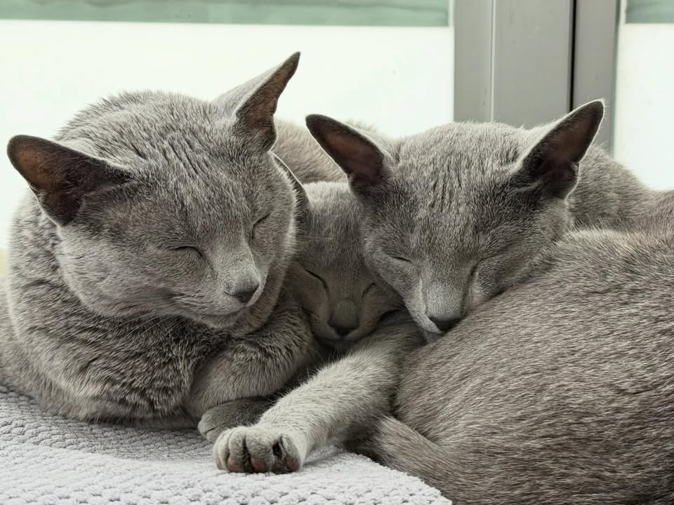 Blue-Bis PL Russian Blue Cattery
