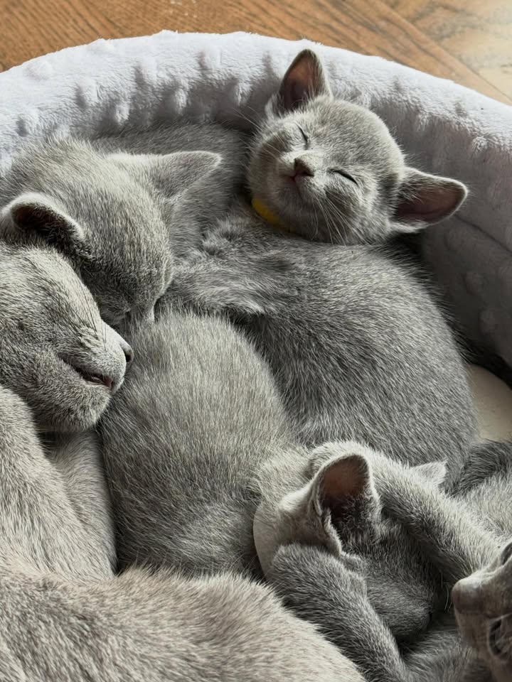 Blue-Bis PL Russian Blue Cattery