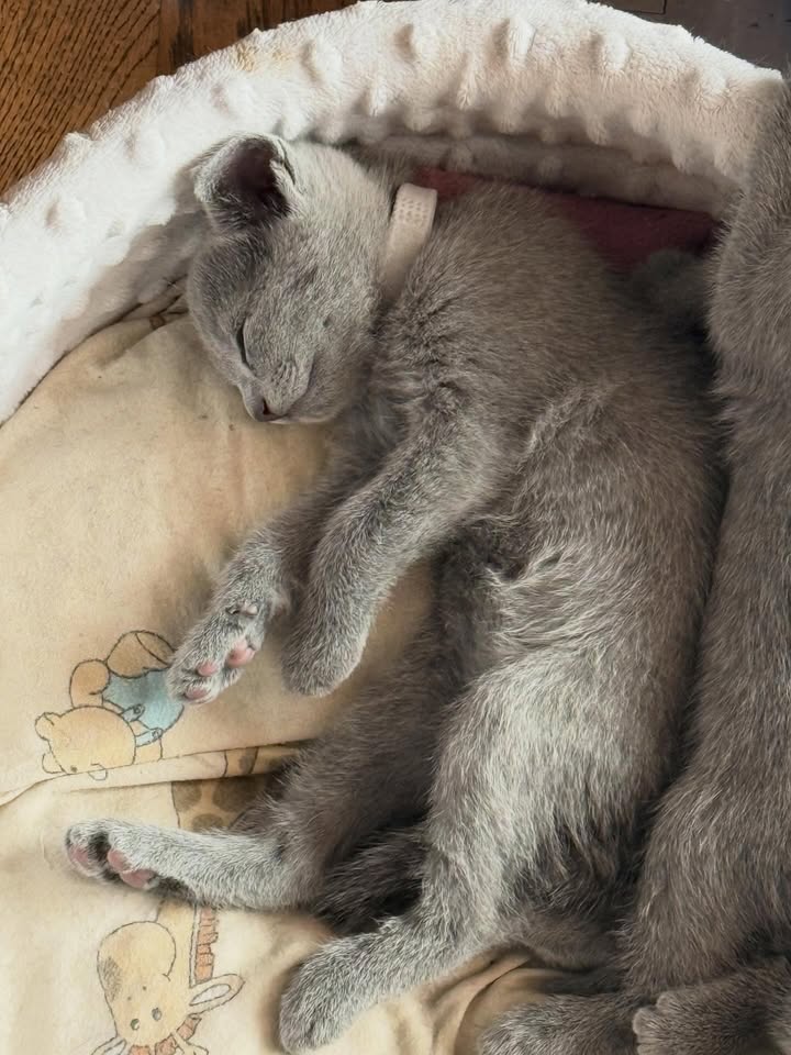 Blue-Bis PL Russian Blue Cattery