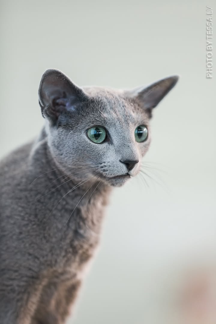 Blue-Bis PL Russian Blue Cattery