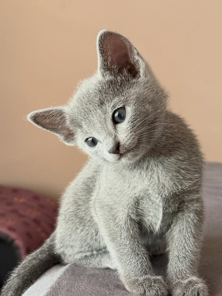 Blue-Bis PL Russian Blue Cattery