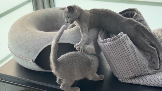 Blue-Bis PL Russian Blue Cattery