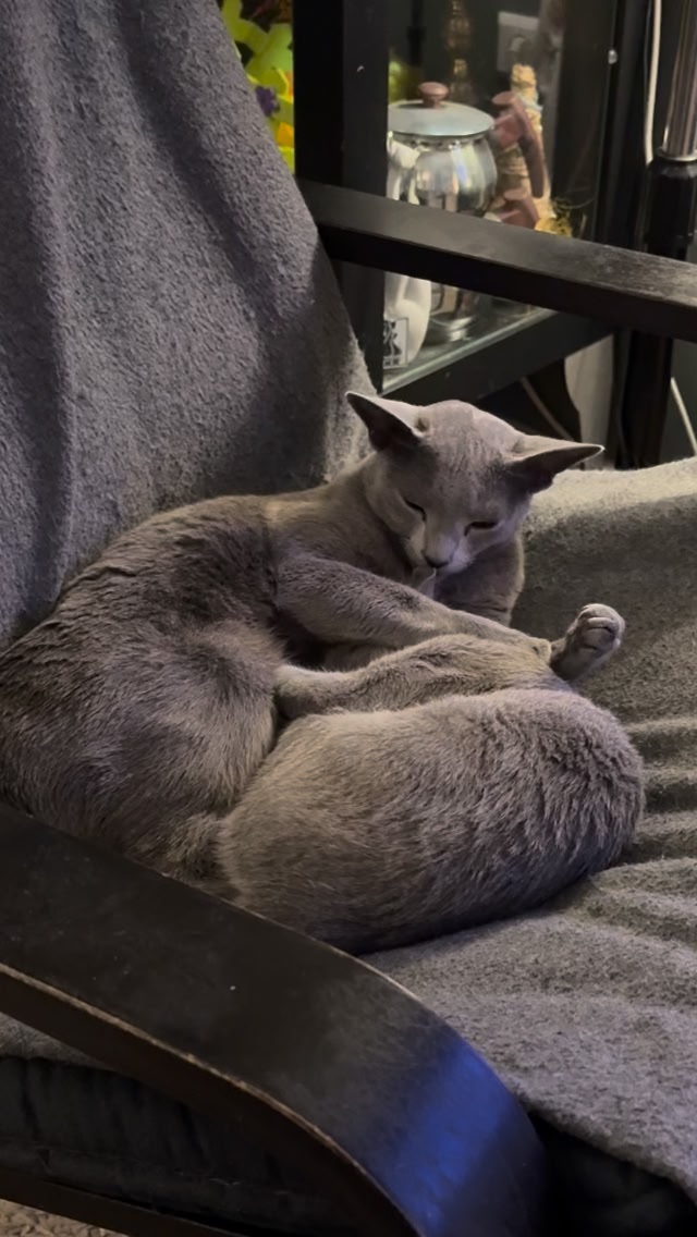 Blue-Bis PL Russian Blue Cattery