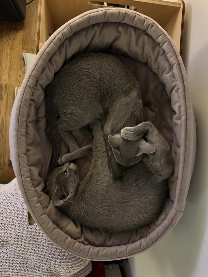 Blue-Bis PL Russian Blue Cattery