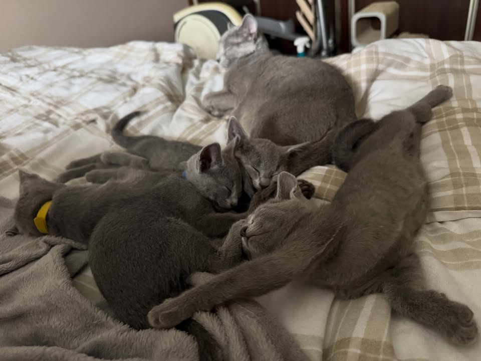 Blue-Bis PL Russian Blue Cattery