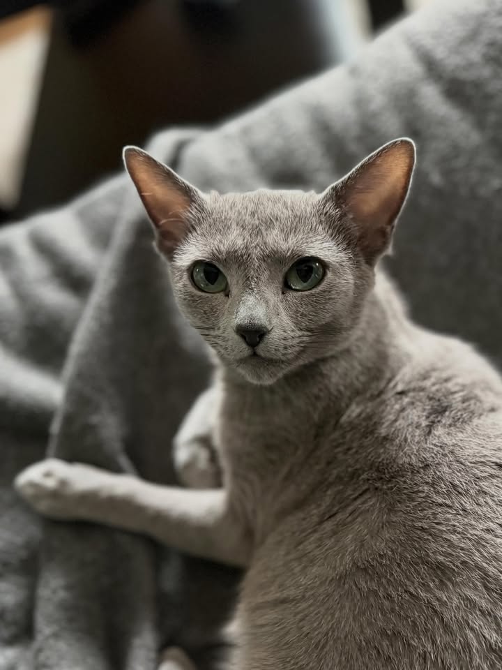 Blue-Bis PL Russian Blue Cattery