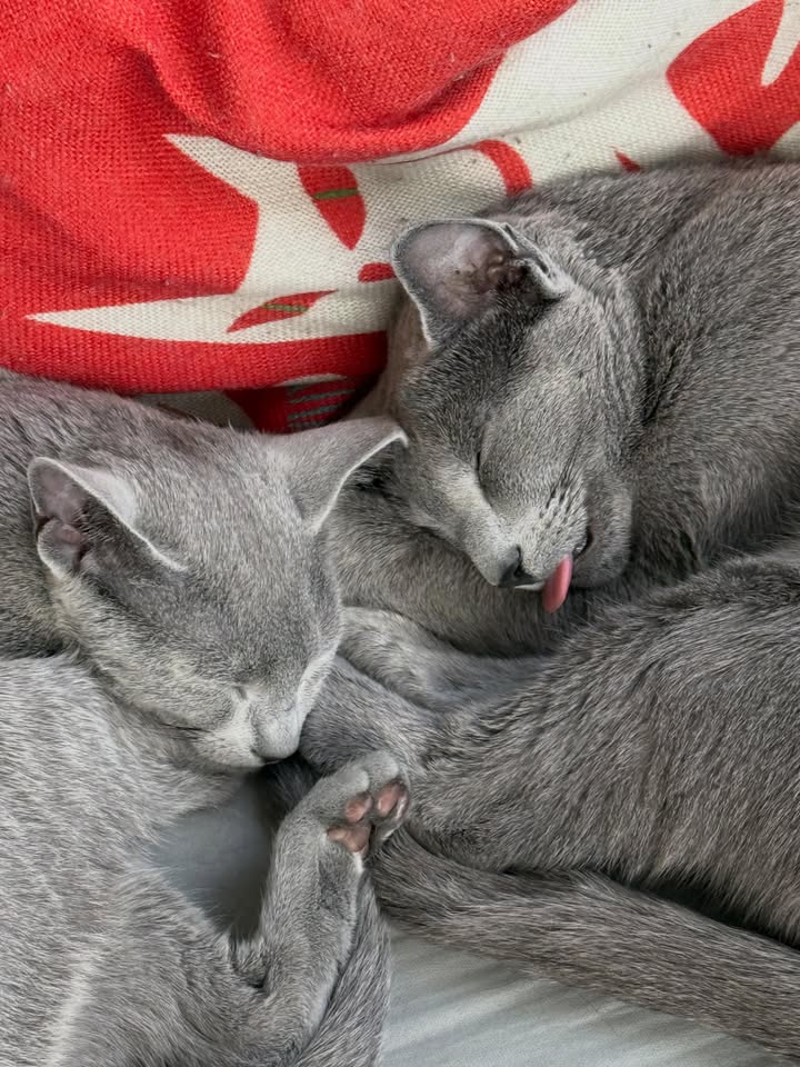 Blue-Bis PL Russian Blue Cattery