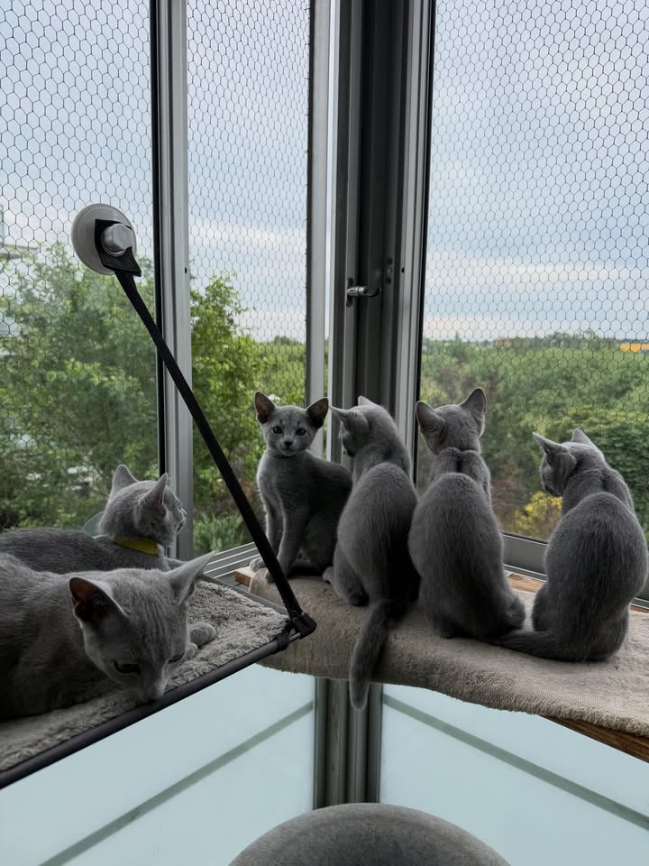 Blue-Bis PL Russian Blue Cattery