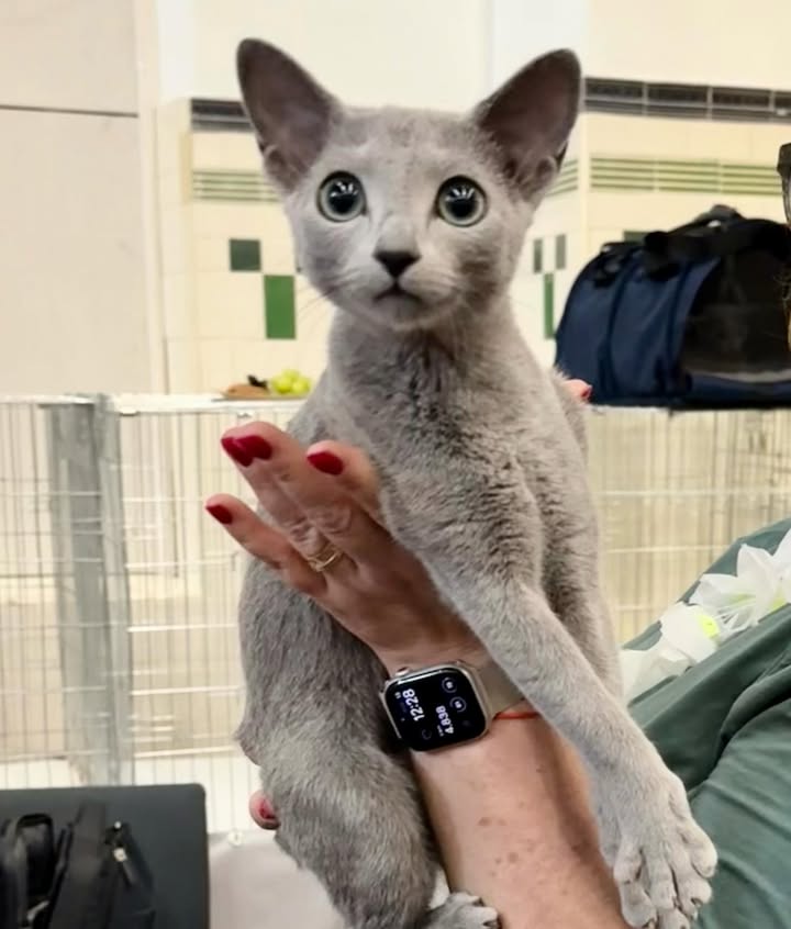 Blue-Bis PL Russian Blue Cattery
