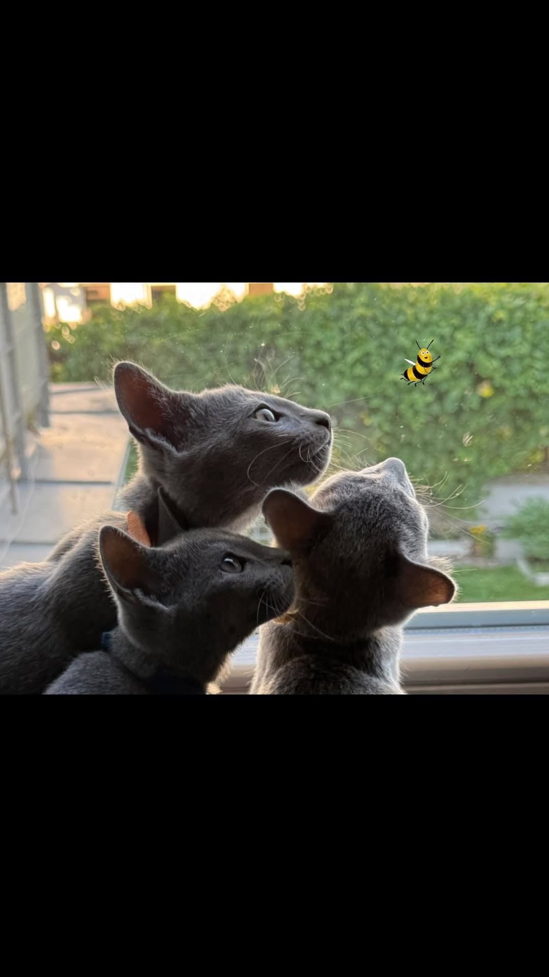 Blue-Bis PL Russian Blue Cattery