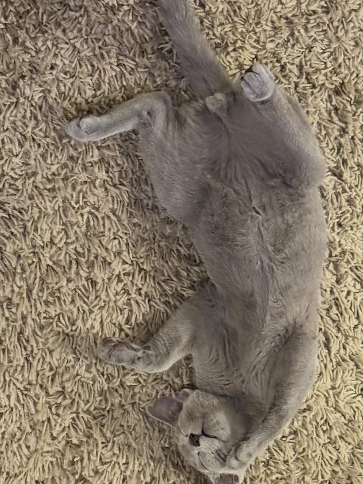 Blue-Bis PL Russian Blue Cattery