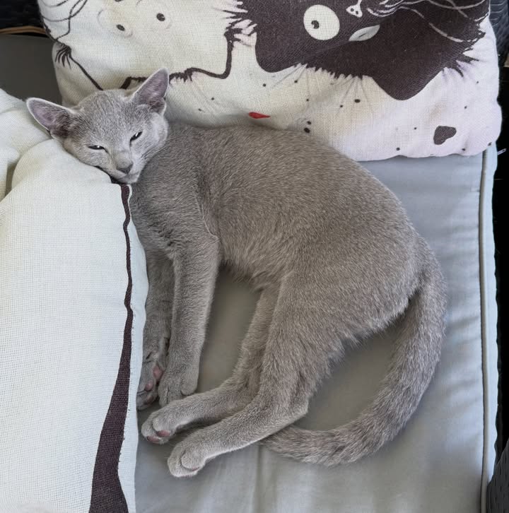 Blue-Bis PL Russian Blue Cattery