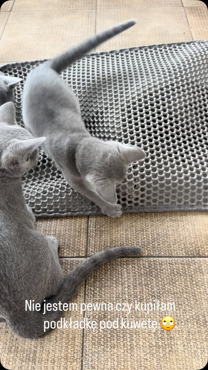 Blue-Bis PL Russian Blue Cattery