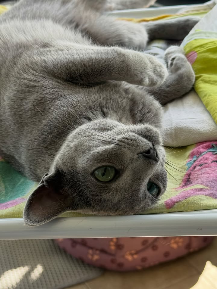 Blue-Bis PL Russian Blue Cattery