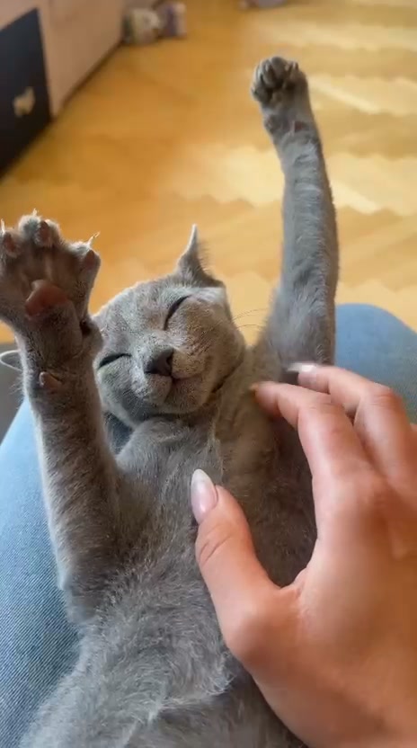 Blue-Bis PL Russian Blue