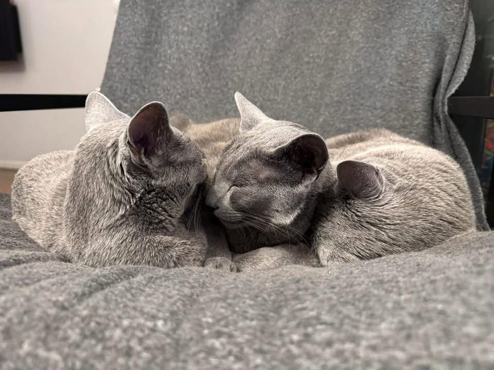 Blue-Bis PL Russian Blue