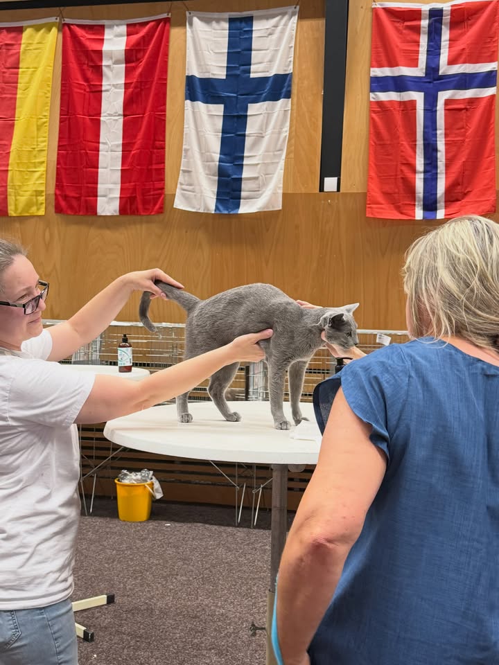 Blue-Bis PL Russian Blue