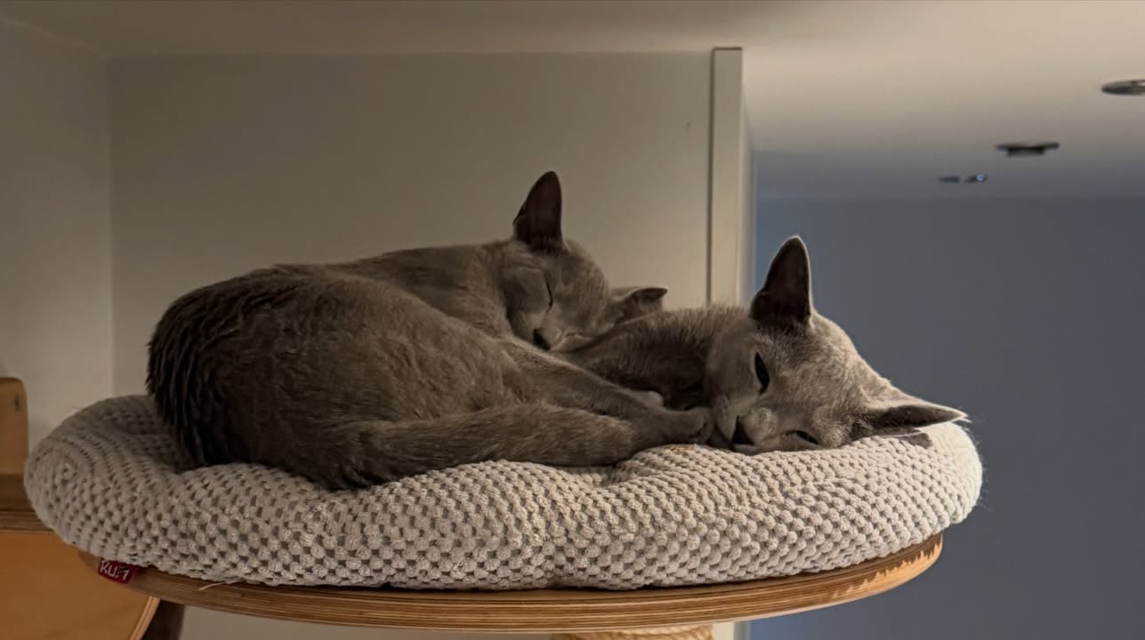 Blue-Bis PL Russian Blue