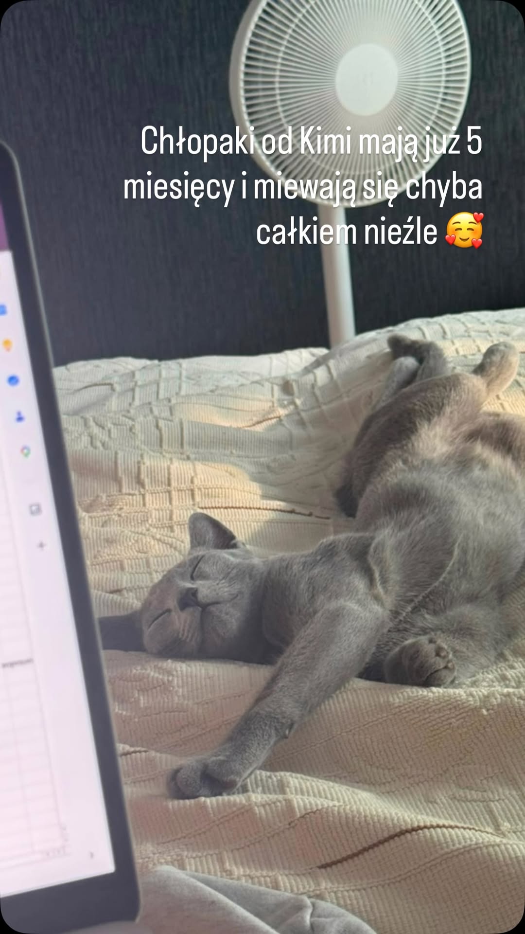 Blue-Bis PL Russian Blue