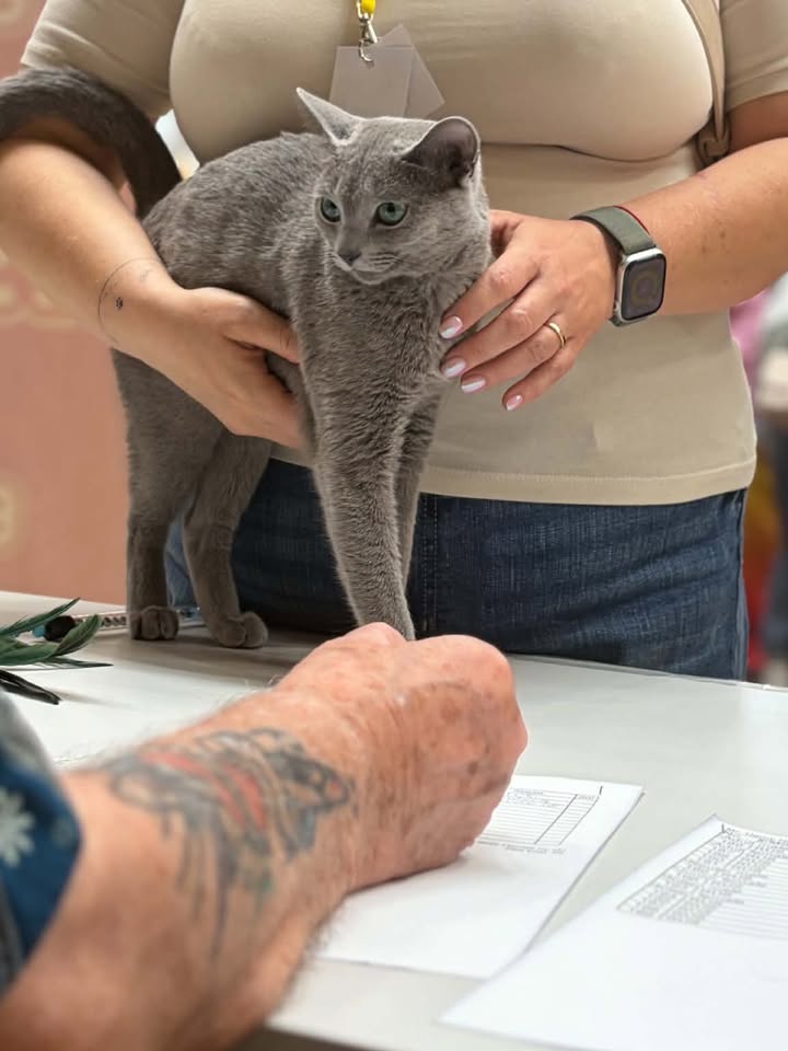 Blue-Bis PL Russian Blue