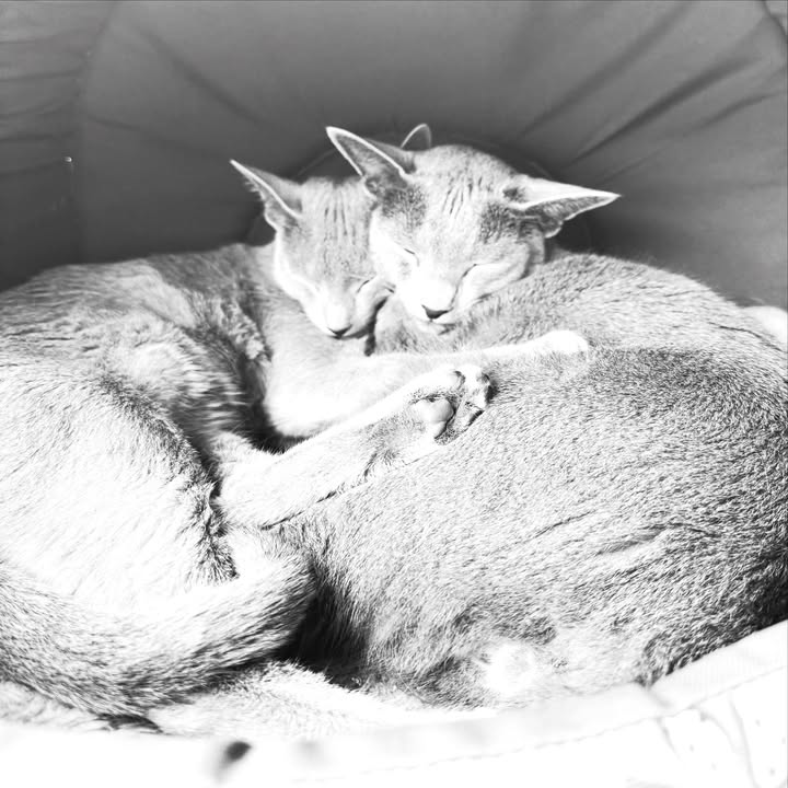 Blue-Bis PL Russian Blue