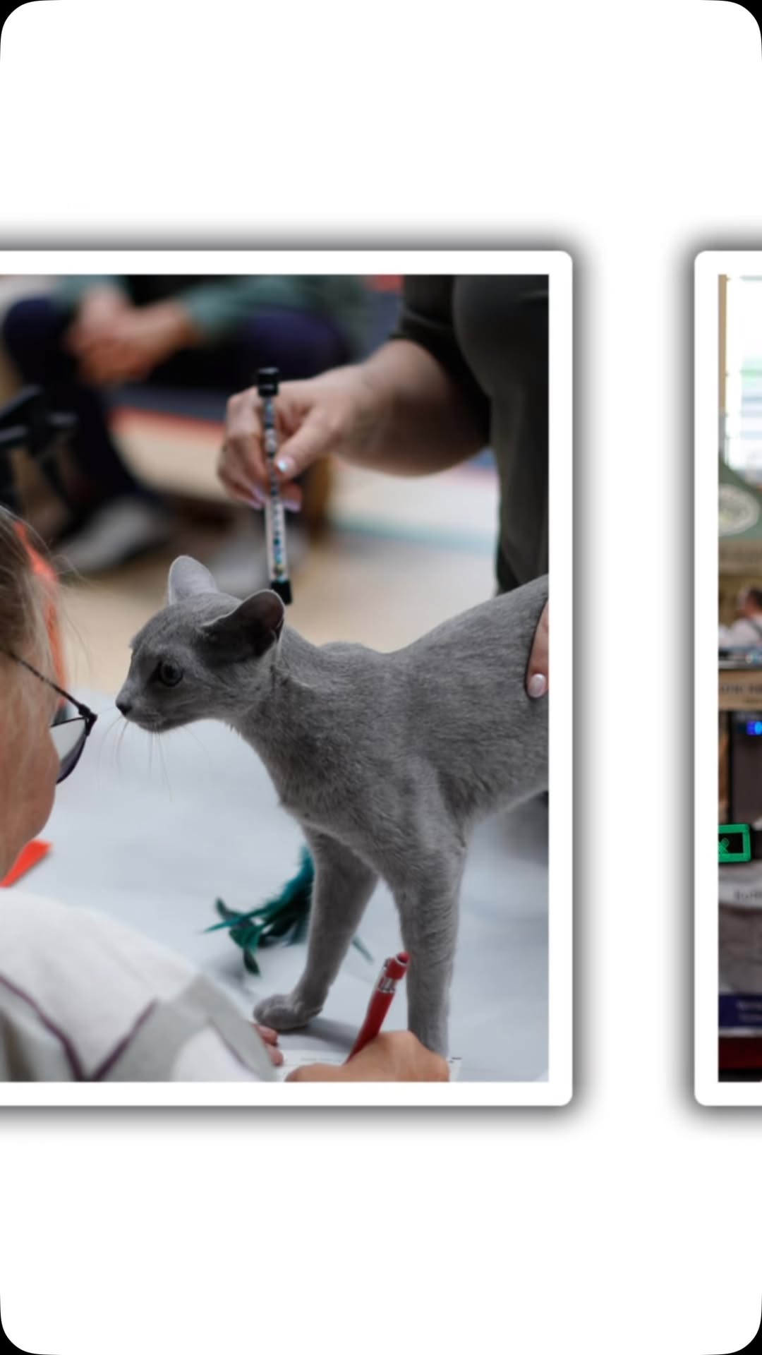 Blue-Bis PL Russian Blue