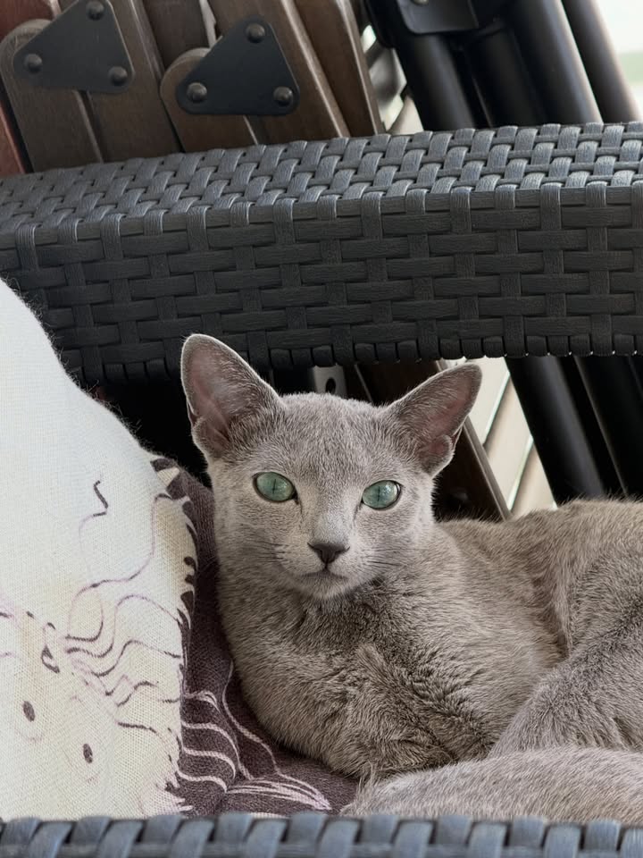 Blue-Bis PL Russian Blue