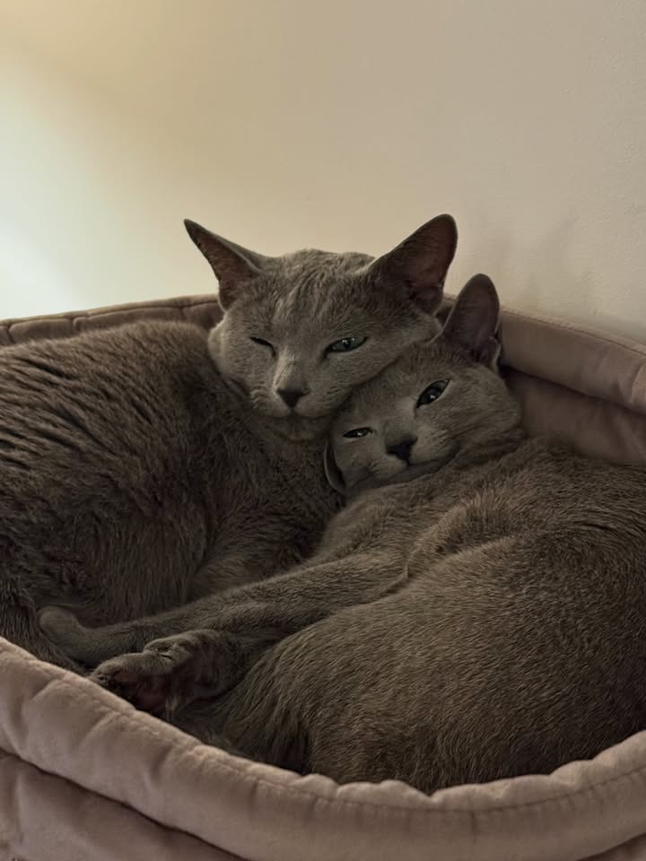 Blue-Bis PL Russian Blue