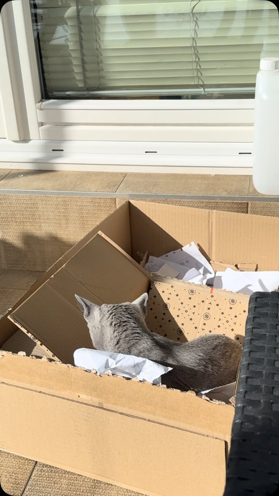 Blue-Bis PL Russian Blue