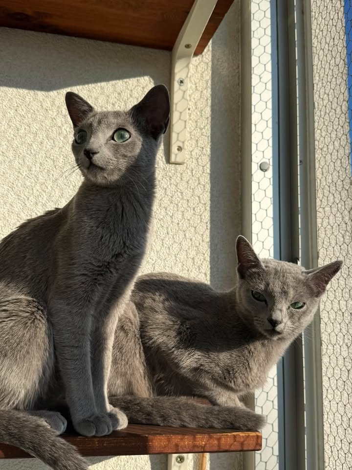 Blue-Bis PL Russian Blue