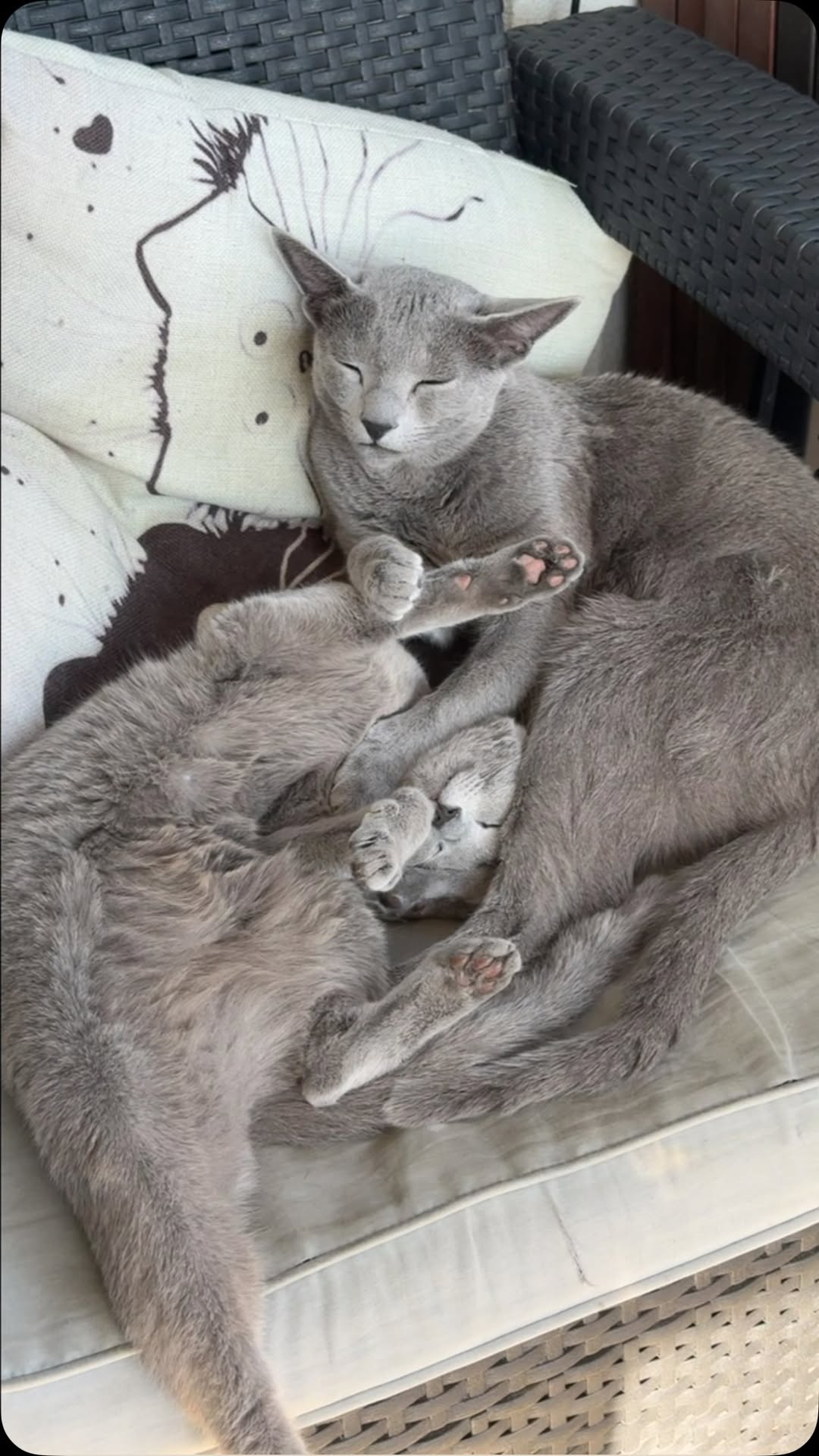 Blue-Bis PL Russian Blue